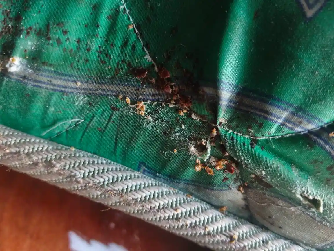 Bed bug inspection around a mattress and bed frame in Dhaka