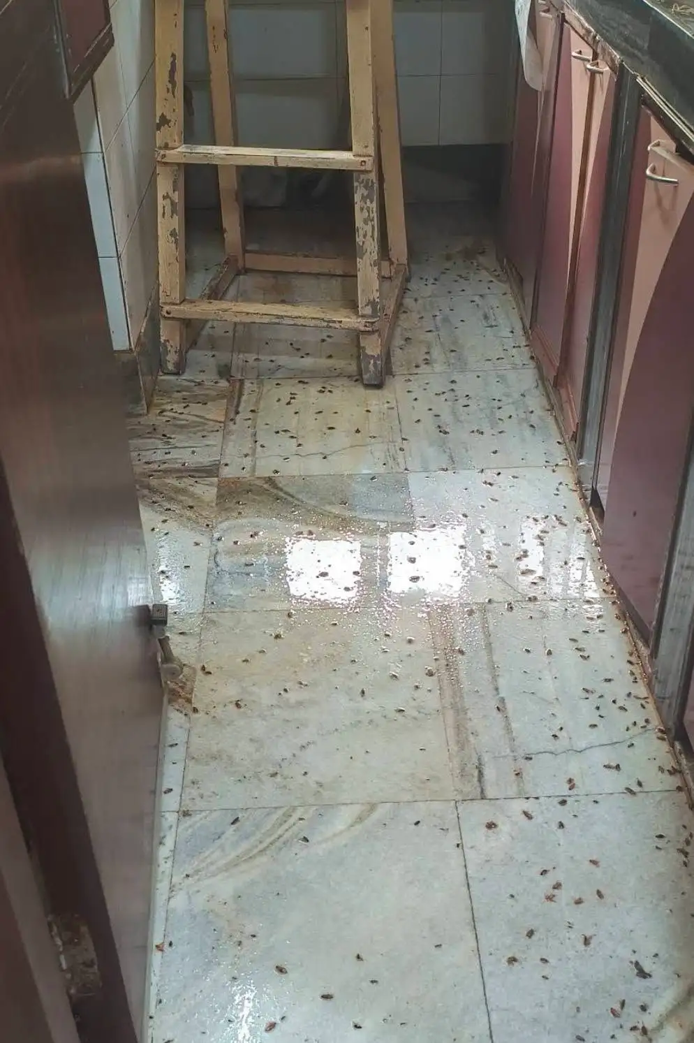 Contact Dhaka Pest Control to arrange a property inspection