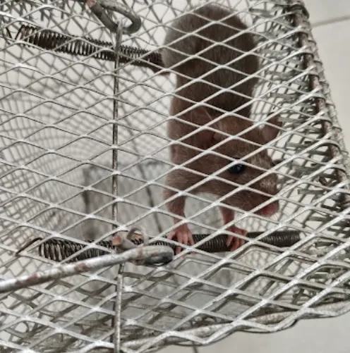 Technician inspecting a possible rat entry point near a wall pipe